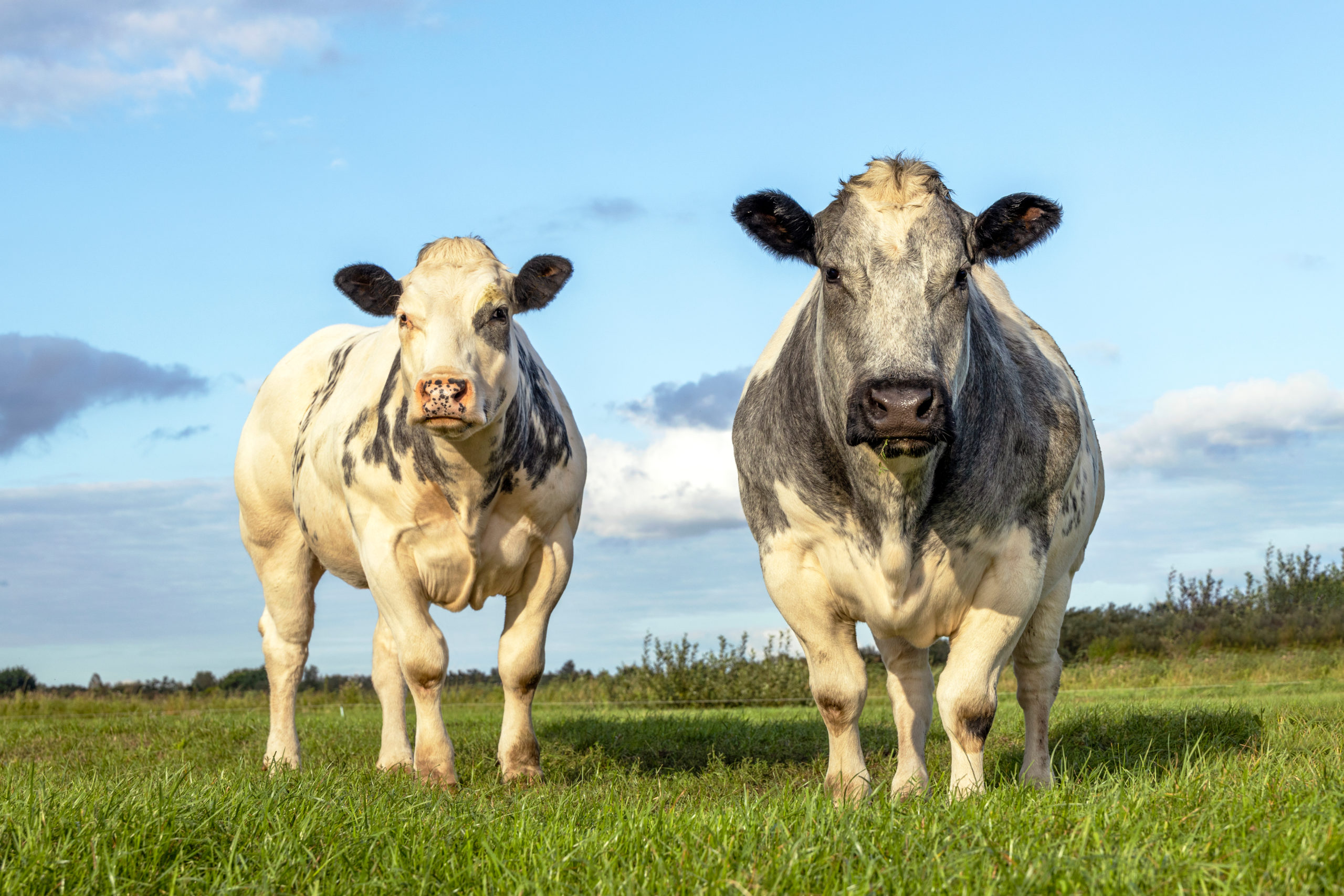 Two,White,Beef,Cows,,Meat,Cattle,Looking,And,Standing,Upright
